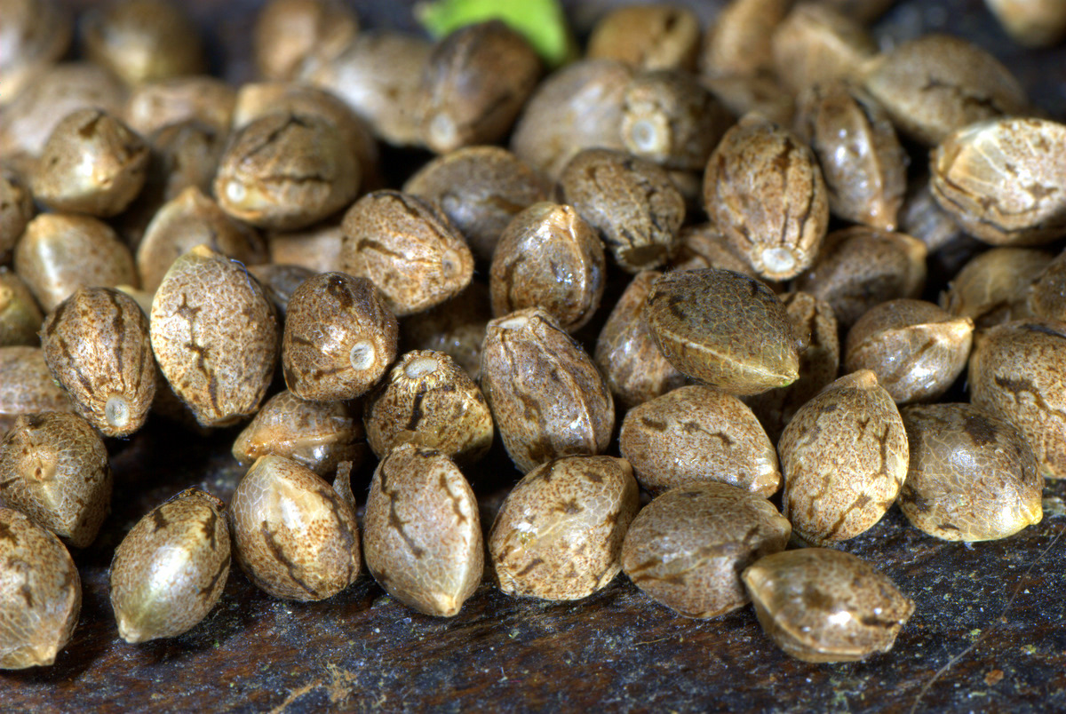 Как выглядят семена марихуаны конопля купить 40 дней