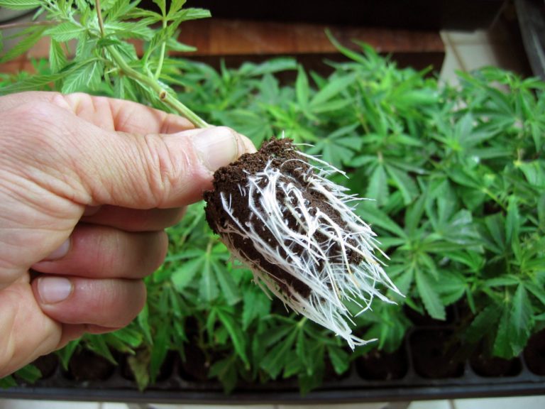Конопля и выращивание обмануть тест не марихуану