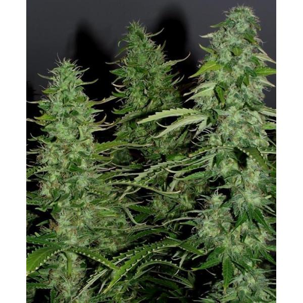Щільні шишки Auto White Widow перед кюрінгом