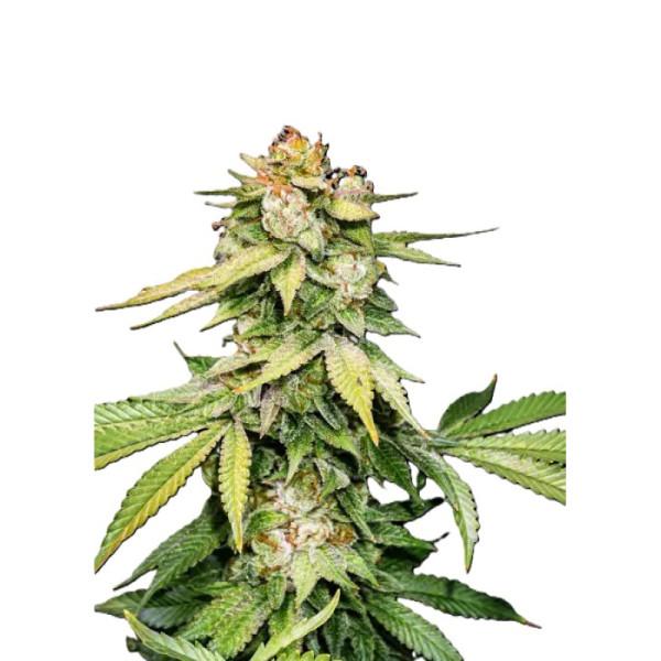Смолисті шишки Auto Gorilla Glue перед закладкою на кюрінг